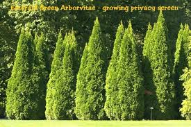 Arborvitae Emerald Green Pyramidal Size 1