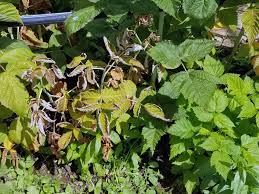 Maybe you would like to learn more about one of these? Raspberry Rubus Spp Root Rot Pacific Northwest Pest Management Handbooks