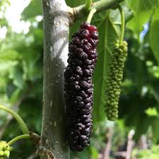 A wide variety of fruiting mulberry tree options are available to you, such as type. Plant Farm Direct Sale Morus Serrata Tree Sapling Himalayan Mulberry Seedlings Buy Mulberry Seedlings Himalayan Mulberry Seedlings Fruit Seedlings Product On Alibaba Com