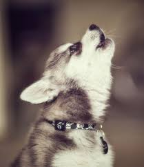Howling Husky Puppies Husky Puppy Dogs And Puppies