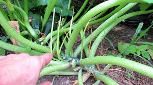 Aug 09, 2020 · my giant zucchini that i picked from my garden today inspired me to try a new zucchini recipe. How To Manage Pests Diseases On Squash Zucchini Plants Vine Borers Hydrogen Peroxide Mildew Youtube