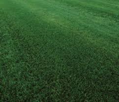 Crabgrass dallisgrass bahiagrass carpetgrass identification and control. Bermudagrass Vs Tall Fescue Differences Between These Turf Types Johnston Seed Company