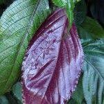 Image result for Strobilanthes hamiltoniana