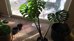 All about philodendron brasil care! Rooting A Monstera Deliciosa Or Faux Split Leaf Philodendron Youtube