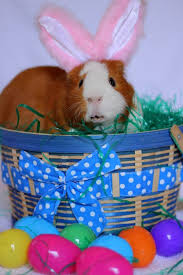 The Easter Pig Easter Pets Pet Holiday Cute Animal Pictures