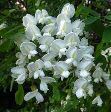 Yellow False Acacia Black Locust Yellow Locust Robinia Pseudoacacia Is In The Same Family As Peas And Beans And Th Fringe Tree Garden Solutions Trees To Plant
