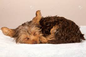 We did not find results for: Tired Cute Little Yorkshire Terrier Sleeping On A Soft Bed Stock Photo Picture And Royalty Free Image Image 29209919