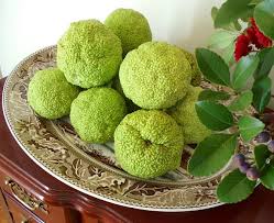 Hedge Apple Fever I Never Knew What To Do With These They Are In The Woods Behind The House Spiders Beware Hedge Apples Hedges Herb Garden Design