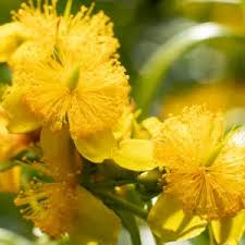 Image result for Melasma calycinum