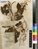 Image result for Dioscorea hirtiflora