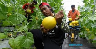 Aku akan update blog hanya bila aku rasa begitu. Kerjaya Sebagai Petani Tidak Sesuai Jika Hangat Hangat Tahi Ayam Info