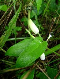 Image result for Ceropegia meyeri