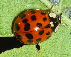 This is one of the most variable species in the world, with an exceptionally wide range of colour forms. Ladybirds Coccinellidae That Eat Aphids Identification Distribution And Use For Biological Control