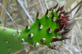 Image result for Opuntia monacantha