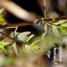 Image result for Galium ossirwaense