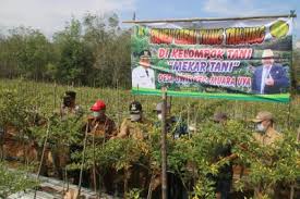 Cahya silmi janda tkw siap nikah 2018. Ternyata Tabalong Surplus Cabai Besar Dan Cabai Rawit Siap Ramaikan Pasar Agribisnis Bebas Baru