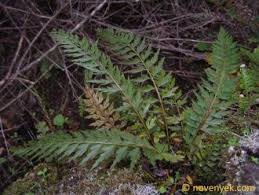 Image result for Asplenium rutifolium