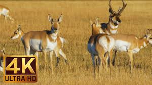 4k Nature Wildlife Yellowstone And Grand Teton National Parks Proartinc