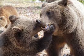 We got a bus towards zarnesti and asked the bus driver very very nicely whether he could pull in and let us off the bus by the turn off. Libearty Bear Sanctuary Romania Big See Awards 2018