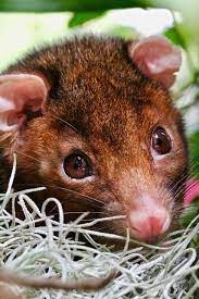 Common Ring Tail Possum Pseudocheirus Peregrinus Cute Animals Animals Images Possum