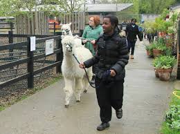 South east england has petting zoos and animal farms across the area packed with things to do for all the family. Crystal Palace Park Farm Attractions In Crystal Palace London