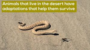 Desert Facts For Kids Desert Facts Facts For Kids Deserts