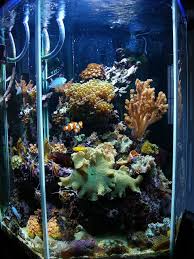 My 65 Gallon Hex Reef Its Softies