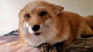 Dixie Fox's Instagram, Twitter & Facebook