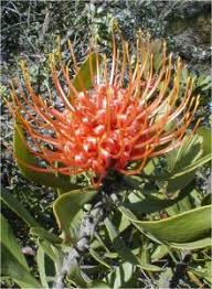 Image result for Leucospermum saxosum