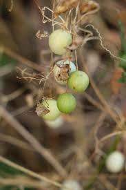 Image result for Zehneria