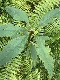 Image result for Oxyanthus pyriformis