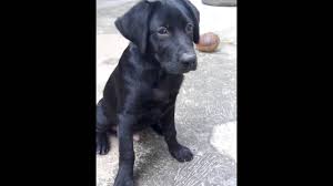 Black golden retrievers do exist. Puppy Black Labrador Half Golden Retriever Youtube