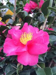 Kanjiro Camellia From Buchanan S Plants Plant Combinations Garden Plants