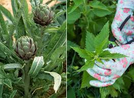 Preparer Deux Tisanes Avec Les Plantes Du Potager En 2020 Tisane Feuille D Artichaut Ortie
