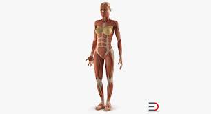 Anatomy Female Muscular System 3d Model 3d Model Model Female