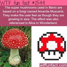 The Super Mario Mushrooms Amanita Muscaria Wtf Fun Facts Fun Facts Weird Facts