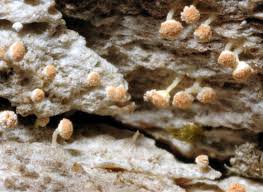 Image result for Scleria pooides