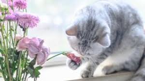 I know you care about your cat's safety so watch this video! These Mother S Day Flowers Are Toxic To Pets Petsradar