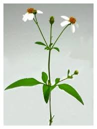 Image result for Bidens pilosa