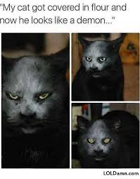 A Black Cat Covered With Flour This Changes Everything Funny Animal Memes Funny Animal Pictures Cute Funny Animals
