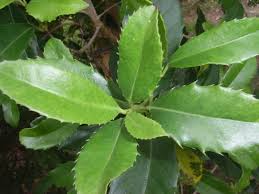 Image result for Elaeodendron