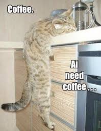 Cats And Kittens For Sale Gumtree Cats And Kittens For Sale Gumtree Funny Cat Pictures Funny Animal Pictures Funny Animals