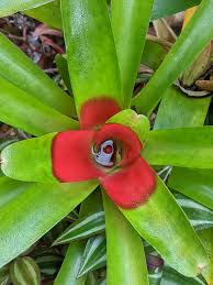 Image result for Blumea squarrosa