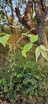 Image result for Lannea virgata