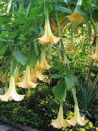 Angel's trumpet is a more recent entry into the language of flowers, and therefore interpretations vary. Trumpet Plant Hgtv
