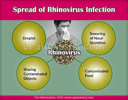 Randomized controlled trial of clemastine fumarate for treatment of experimental rhinovirus colds. Rhinovirus Infection Or Common Cold Virus How Does It Spread Symptoms Treatment