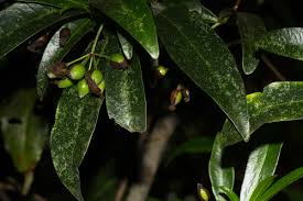 Image result for Peddiea