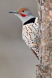 Common Birds Of North Idaho Northern Flicker Male Palouse River Idaho Usa Northern Flicker Beautiful Birds Birds