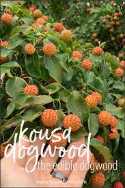 Leaving some fruit on the plant for. Asian Kousa Dogwoods Cornus Kousa Are A Beautiful Tree That Also Produce A Tasty Edible Fruit He Dogwood Tree Landscaping Dogwood Berries Kousa Dogwood Tree