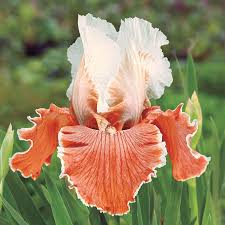 They do not like mulch. English Charm Tall Reblooming Bearded Iris Breck S